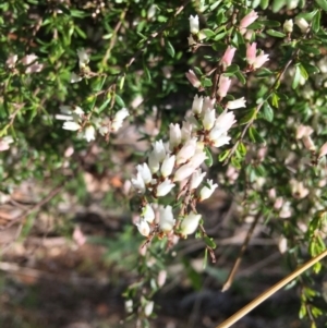 Cryptandra amara at Yarralumla, ACT - 8 Oct 2021