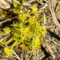 Drosera gunniana (Pale Sundew) at Giralang, ACT - 2 Oct 2022 by UserUBlpHKve