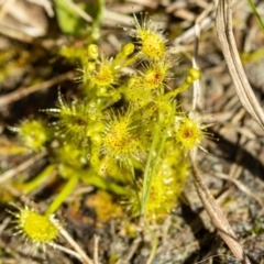 Drosera gunniana (Pale Sundew) at Giralang, ACT - 1 Oct 2022 by UserUBlpHKve