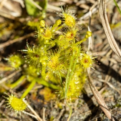 Drosera gunniana (Pale Sundew) at Giralang, ACT - 2 Oct 2022 by UserUBlpHKve