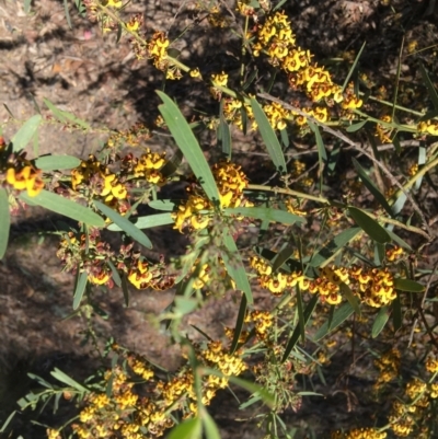 Daviesia mimosoides (Bitter Pea) at Yarralumla, ACT - 8 Oct 2021 by grakymhirth@tpg.com