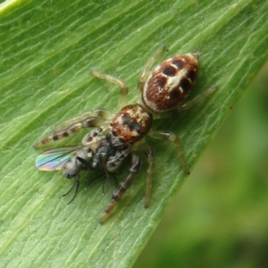 Opisthoncus sexmaculatus at Dunlop, ACT - 8 Oct 2022