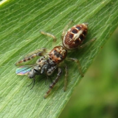 Opisthoncus sexmaculatus (Six-marked jumping spider) at Dunlop, ACT - 8 Oct 2022 by Christine