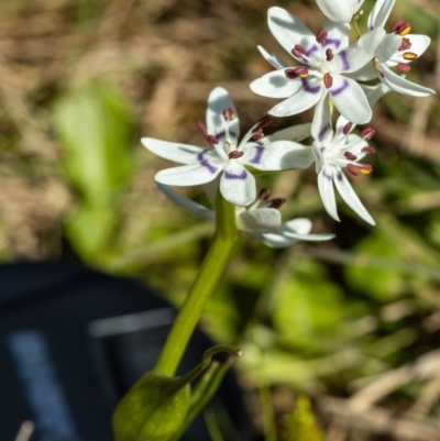 Wurmbea dioica subsp. dioica (Early Nancy) at Giralang, ACT - 1 Oct 2022 by UserUBlpHKve