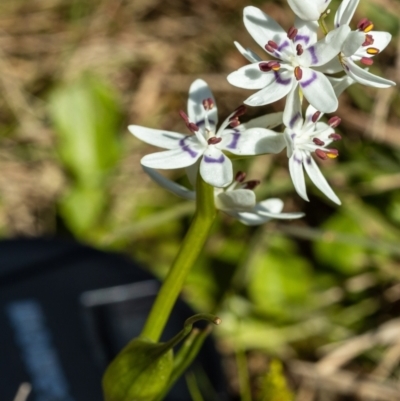 Wurmbea dioica subsp. dioica (Early Nancy) at Giralang, ACT - 2 Oct 2022 by UserUBlpHKve