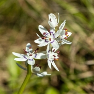 Wurmbea dioica subsp. dioica at Giralang, ACT - 2 Oct 2022 09:23 AM