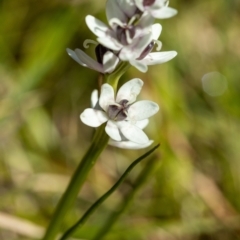 Wurmbea dioica subsp. dioica at Giralang, ACT - 2 Oct 2022