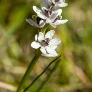 Wurmbea dioica subsp. dioica at Giralang, ACT - 2 Oct 2022 09:23 AM