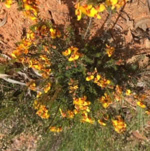 Dillwynia sericea at Yarralumla, ACT - 8 Oct 2021