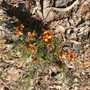 Dillwynia sericea at Yarralumla, ACT - 8 Oct 2021