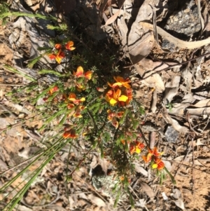 Dillwynia sericea at Yarralumla, ACT - 8 Oct 2021