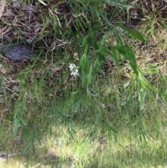 Wurmbea dioica subsp. dioica (Early Nancy) at Yarralumla, ACT - 11 Oct 2021 by grakymhirth@tpg.com