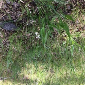 Wurmbea dioica subsp. dioica at Yarralumla, ACT - 11 Oct 2021
