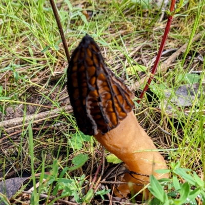 Morchella elata group (Morel) at McQuoids Hill - 8 Oct 2022 by HelenCross