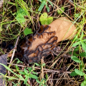 Morchella elata group at Kambah, ACT - suppressed