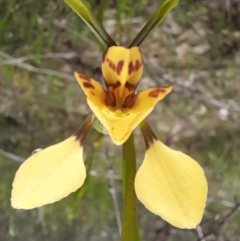 Diuris nigromontana (Black Mountain Leopard Orchid) at Black Mountain - 8 Oct 2022 by Jimmyjamjimbles