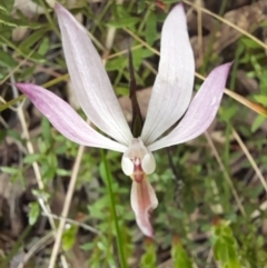 Caladenia fuscata (Dusky Fingers) at Molonglo Valley, ACT - 8 Oct 2022 by Jimmyjamjimbles