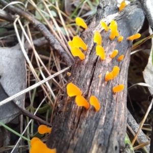 Dacryopinax spathularia at Molonglo Valley, ACT - 8 Oct 2022