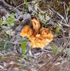 Ramaria sp. (genus) (A Coral fungus) at Molonglo Valley, ACT - 8 Oct 2022 by Jimmyjamjimbles