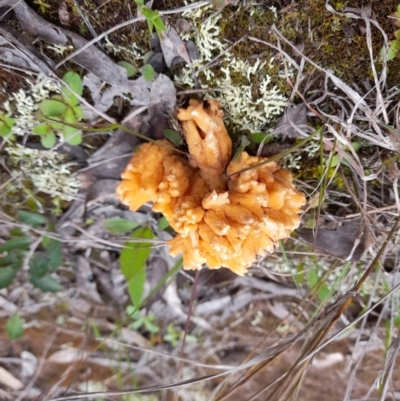 Ramaria sp. (A Coral fungus) at Black Mountain - 8 Oct 2022 by Jimmyjamjimbles