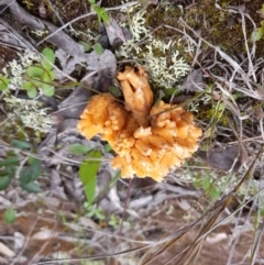 Ramaria sp. (A Coral fungus) at Molonglo Valley, ACT - 8 Oct 2022 by Jimmyjamjimbles