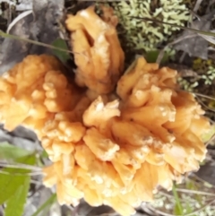 Ramaria sp. at Molonglo Valley, ACT - 8 Oct 2022