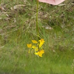 Diuris nigromontana (Black Mountain Leopard Orchid) at Black Mountain - 8 Oct 2022 by JaneCarter