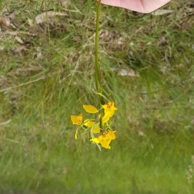 Diuris nigromontana (Black Mountain Leopard Orchid) at Black Mountain - 8 Oct 2022 by JaneCarter