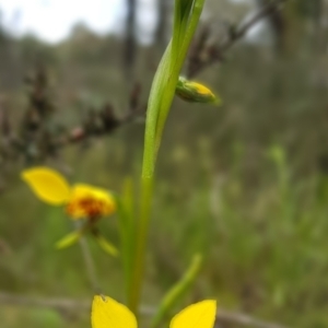 Diuris nigromontana at Molonglo Valley, ACT - 8 Oct 2022