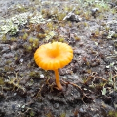 Lichenomphalia chromacea (Yellow Navel) at Molonglo Valley, ACT - 8 Oct 2022 by Jimmyjamjimbles