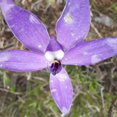 Glossodia major (Wax Lip Orchid) at Black Mountain - 8 Oct 2022 by Jimmyjamjimbles