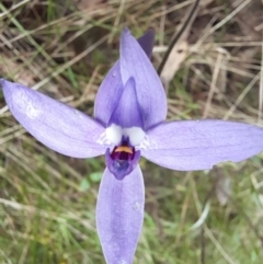 Glossodia major at Molonglo Valley, ACT - 8 Oct 2022