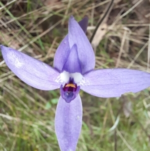 Glossodia major at Molonglo Valley, ACT - 8 Oct 2022