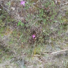 Glossodia major at Molonglo Valley, ACT - 8 Oct 2022