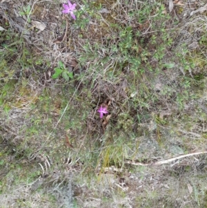 Glossodia major at Molonglo Valley, ACT - 8 Oct 2022