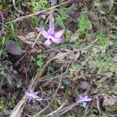 Glossodia major (Wax Lip Orchid) at Black Mountain - 8 Oct 2022 by JaneCarter