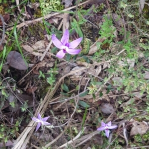 Glossodia major at Molonglo Valley, ACT - suppressed