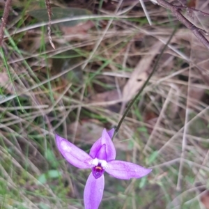 Glossodia major at Molonglo Valley, ACT - suppressed