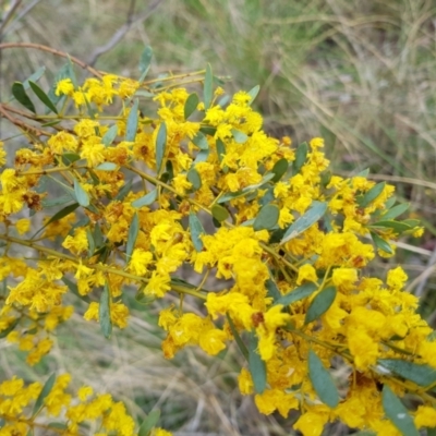 Acacia buxifolia subsp. buxifolia (Box-leaf Wattle) at Molonglo Valley, ACT - 8 Oct 2022 by MatthewFrawley