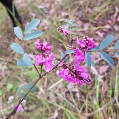 Indigofera australis subsp. australis (Australian Indigo) at Black Mountain - 8 Oct 2022 by MatthewFrawley