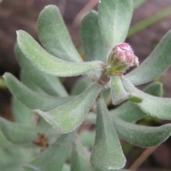 Persoonia rigida (Hairy Geebung) at Point 5204 - 8 Oct 2022 by MatthewFrawley