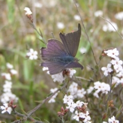 Erina hyacinthina (Varied Dusky-blue) at Black Mountain - 8 Oct 2022 by MatthewFrawley