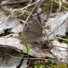 Erina hyacinthina at Molonglo Valley, ACT - 8 Oct 2022