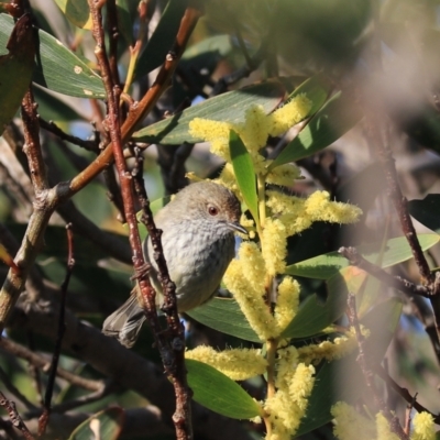 Acanthiza pusilla (Brown Thornbill) at North Bruny, TAS - 22 Sep 2022 by Rixon