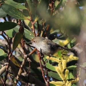 Acanthiza pusilla at North Bruny, TAS - 22 Sep 2022