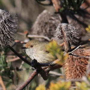 Acanthiza pusilla at North Bruny, TAS - 22 Sep 2022