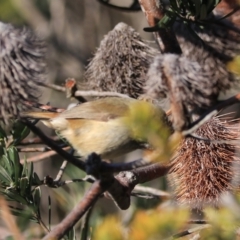 Acanthiza pusilla at North Bruny, TAS - 22 Sep 2022