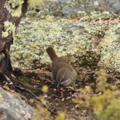 Sericornis humilis (Tasmanian Scrubwren) at Coles Bay, TAS - 24 Sep 2022 by Rixon