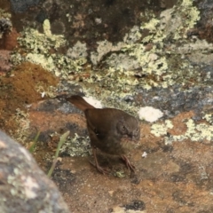 Sericornis humilis at Coles Bay, TAS - 24 Sep 2022 01:51 PM