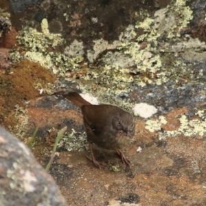 Sericornis humilis at Coles Bay, TAS - 24 Sep 2022